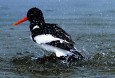 Oystercatcher  (© BSU)