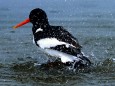 Oystercatcher on the Elbe River (© BSU)