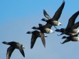 Wild geese at the Elbe estuary (© BSU)