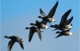 Wild geese  (© BSU)