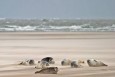 Seals
