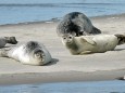 Seals resting on the banks of the Weser River (© ??)