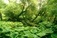 Alluvial forest at the Elbe  (© BSU)