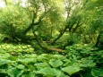 Alluvial forest at the Elbe estuary (© BSU)