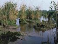 Natural banks of the Elbe (© BSU)