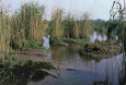 Natural banks of the Elbe  (© BSU)