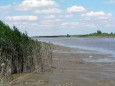 Reed and mudflats along the Strohhauser Plate on the River Weser (© NLWKN)